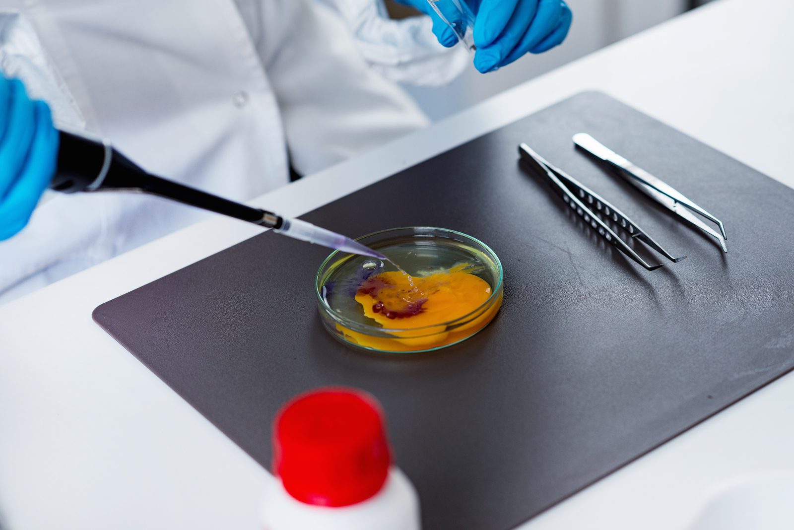 Food safety woman examining egg in the lab toned image